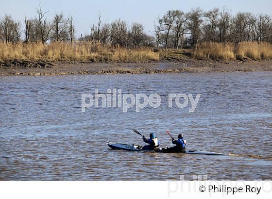 SORTIE EN KAYAK DE MER SUR  L' ESTUAIRE DE LA GIRONDE, MEDOC, AQUITAINE. (33F17526.jpg)