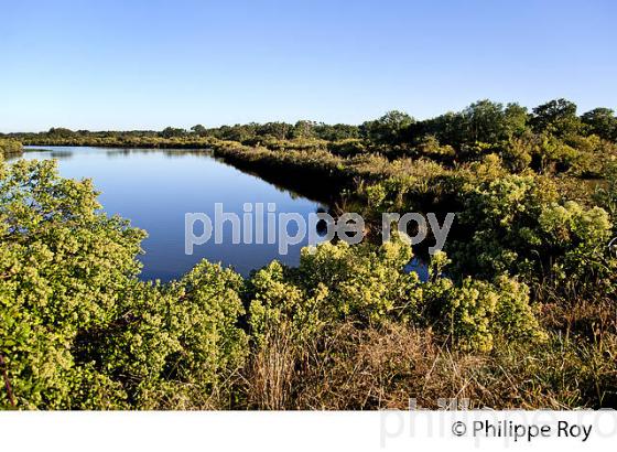 DOMAINE DE CERTES, RESERVE NATURELLE, AUDENGE, BASSIN D' ARCACHON, AQUITAINE. (33F17608.jpg)