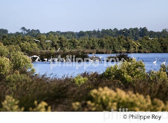 DOMAINE DE CERTES, RESERVE NATURELLE, AUDENGE, BASSIN D' ARCACHON, AQUITAINE. (33F17612.jpg)