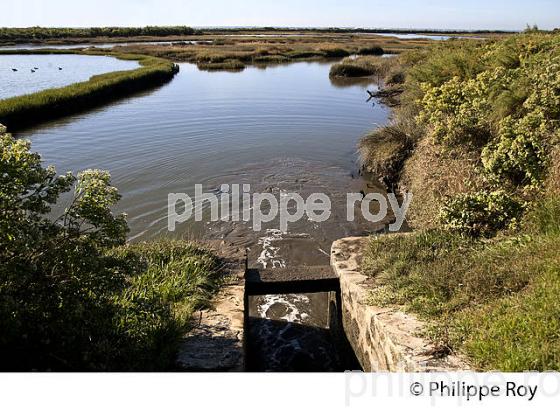 DOMAINE DE CERTES, RESERVE NATURELLE, AUDENGE, BASSIN D' ARCACHON, AQUITAINE. (33F17625.jpg)
