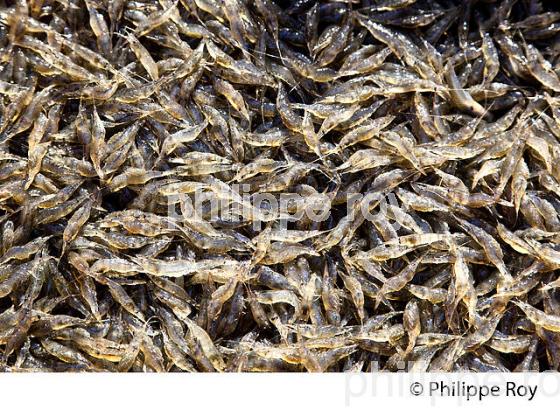 PECHE CREVETTES, DOMAINE DE CERTES, AUDENGE, BASSIN D' ARCACHON, AQUITAINE. (33F17628.jpg)
