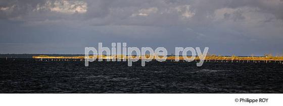 ILE AUX OISEAUX, BASSIN D' ARCACHON, COTE D' ARGENT, LA TESTE, GIRONDE. (33F17705.jpg)