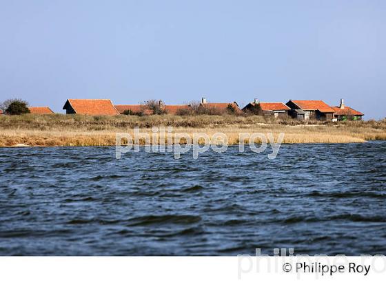 ILE AUX OISEAUX, BASSIN D' ARCACHON, COTE D' ARGENT, LA TESTE, GIRONDE. (33F17710.jpg)