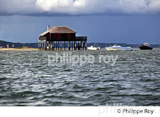 CABANE TCHANQUEE, ILE AUX OISEAUX, BASSIN D' ARCACHON, COTE D' ARGENT, GIRONDE. (33F17718.jpg)