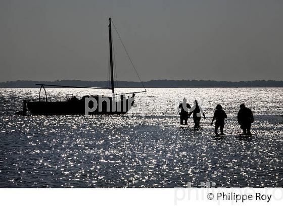 ILE AUX OISEAUX, BASSIN D' ARCACHON, COTE D' ARGENT, LA TESTE, GIRONDE. (33F17733.jpg)