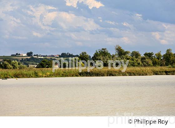 ILE MARGAUX, ESTUAIRE DE LA GIRONDE, MEDOC, GIRONDE. (33F18006.jpg)