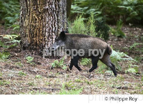 SANGLIER DANS LA FORET DE PINS MARITIMES, LA TESTE DU BUCH, BASSIN D' ARCACHON, GIRONDE. (33F18210.jpg)