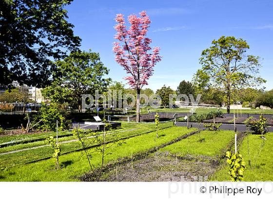 LE JARDIN BOTANIQUE , QUARTIER DE LA BASTIDE, VILLE DE BORDEAUX . (33F25504.jpg)