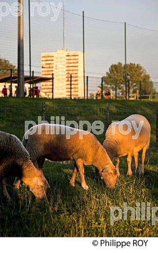 FERME URBAINE DES IRIS, LORMONT, BORDEAUX METROPOLE, GIRONDE. (33F25719.jpg)
