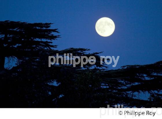 NUIT DE PLEINE LUNE ET CEDRE , GIRONDE. (33F25732.jpg)