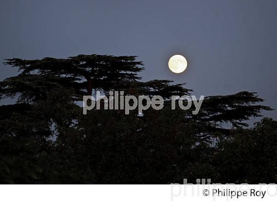 NUIT DE PLEINE LUNE ET CEDRE , GIRONDE. (33F25733.jpg)