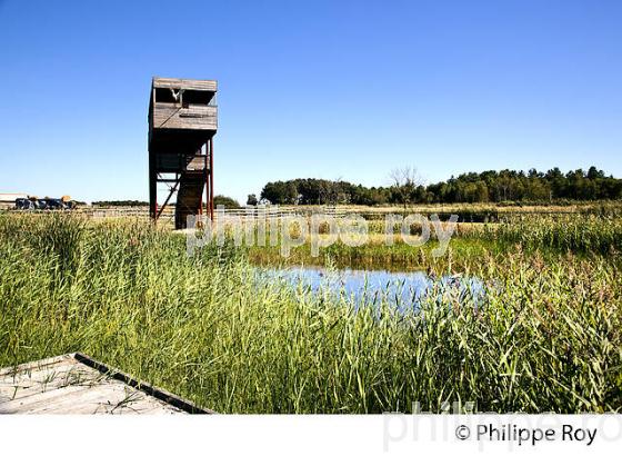 RESERVE NATURELLE TERRE D' OISEAUX, MARAIS DE CALLONGES, ESTUAIRE DE LA GIRONDE, HAUTE GIRONDE. (33F26234.jpg)