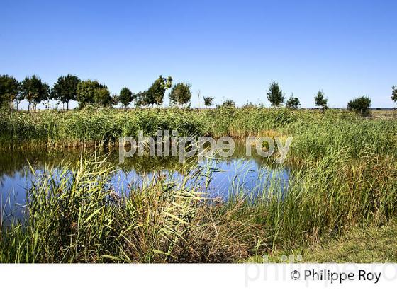 RESERVE NATURELLE TERRE D' OISEAUX, MARAIS DE CALLONGES, ESTUAIRE DE LA GIRONDE, HAUTE GIRONDE. (33F26236.jpg)