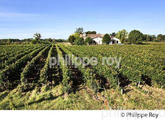 VIN DE L' ILE MARGAUX , ILES DE L' ESTUAIRE DE LA GIRONDE, AQUITAINE. (33F26325.jpg)