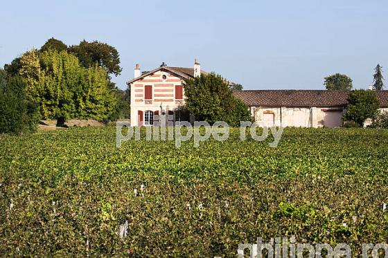 VIN DE L' ILE MARGAUX , ILES DE L' ESTUAIRE DE LA GIRONDE, AQUITAINE. (33F26326.jpg)
