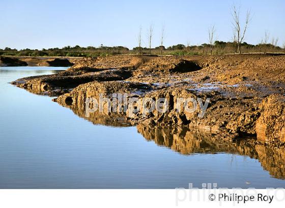 ILE NOUVELLE, CONSERVATOIRE DU LITTORAL, ILES DE L'  ESTUAIRE DE LA GIRONDE. (33F26434.jpg)