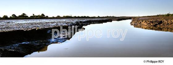 ILE NOUVELLE, CONSERVATOIRE DU LITTORAL, ILES DE L'  ESTUAIRE DE LA GIRONDE. (33F26504.jpg)