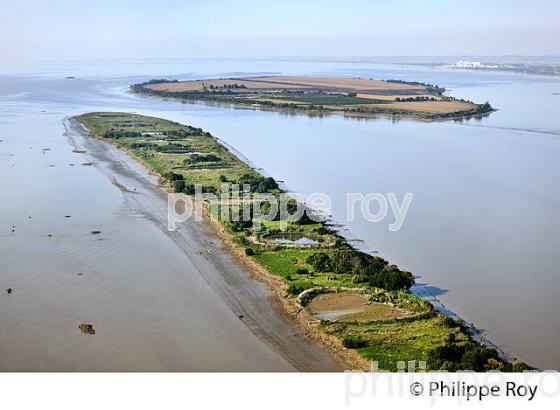 VASARD DE BEYCHEVELLE, iILES DE L'  ESTUAIRE DE LA GIRONDE, MEDOC,  AQUITAINE. (33F26803.jpg)