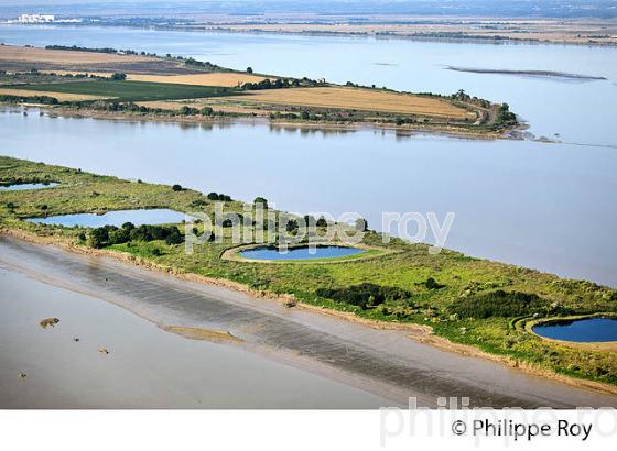 VASARD DE BEYCHEVELLE, iILES DE L'  ESTUAIRE DE LA GIRONDE, MEDOC,  AQUITAINE. (33F26804.jpg)