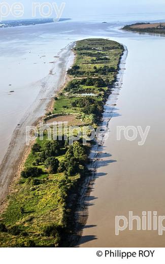 VASARD DE BEYCHEVELLE, iILES DE L'  ESTUAIRE DE LA GIRONDE, MEDOC,  AQUITAINE. (33F26806.jpg)