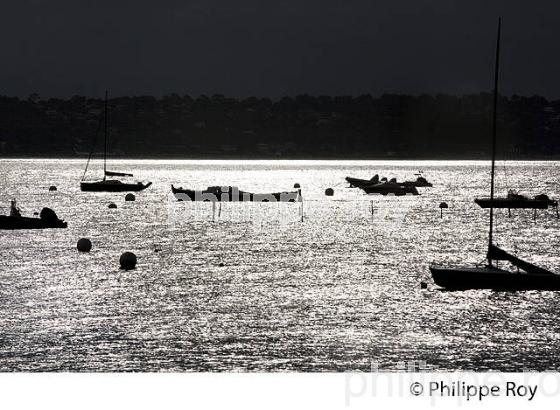 BELISAIRE, PRESQU' ILE DU CAP FERRET, BASSIN D' ARCACHON, GIRONDE. (33F27102.jpg)