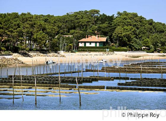 PARCS A HUITRES, BELISAIRE, PRESQU' ILE DU CAP FERRET, BASSIN D' ARCACHON, GIRONDE. (33F27114.jpg)