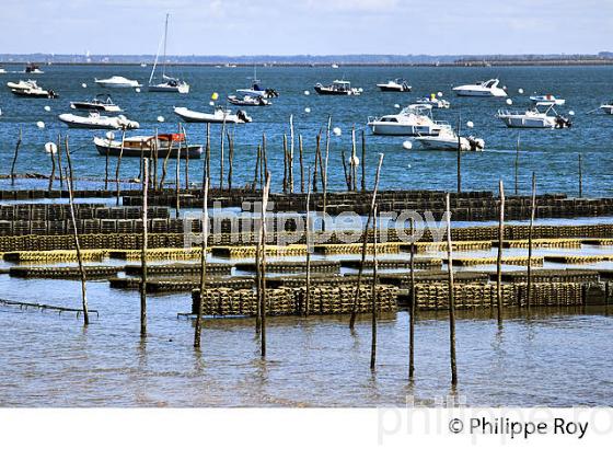 PARCS A HUITRES, BELISAIRE, PRESQU' ILE DU CAP FERRET, BASSIN D' ARCACHON, GIRONDE. (33F27116.jpg)