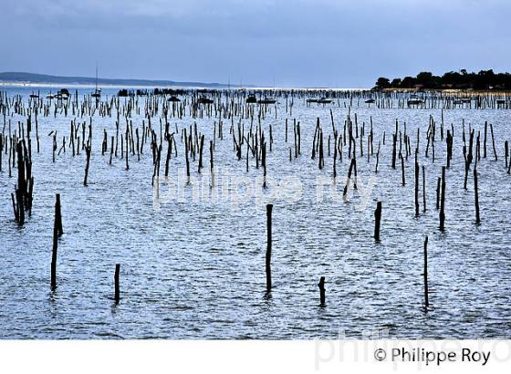 PARCS A HUITRES, BELISAIRE, PRESQU' ILE DU CAP FERRET, BASSIN D' ARCACHON, GIRONDE. (33F27117.jpg)