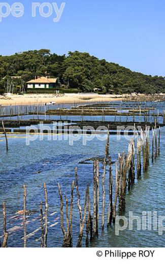 PARCS A HUITRES, BELISAIRE, PRESQU' ILE DU CAP FERRET, BASSIN D' ARCACHON, GIRONDE. (33F27123.jpg)