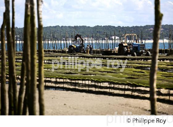 PARCS A HUITRES, BELISAIRE, PRESQU' ILE DU CAP FERRET, BASSIN D' ARCACHON, GIRONDE. (33F27132.jpg)