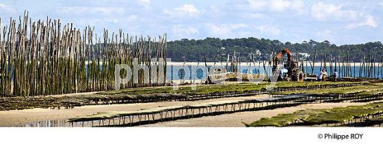 PARCS A HUITRES, BELISAIRE, PRESQU' ILE DU CAP FERRET, BASSIN D' ARCACHON, GIRONDE. (33F27133.jpg)