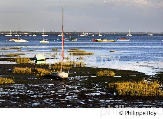 CLAOUEY, PRESQU' ILE DU CAP FERRET, BASSIN D' ARCACHON, GIRONDE. (33F27138.jpg)