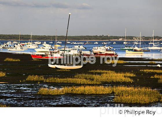 CLAOUEY, PRESQU' ILE DU CAP FERRET, BASSIN D' ARCACHON, GIRONDE. (33F27139.jpg)