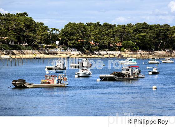 LE CANON, PRESQU' ILE DU CAP FERRET, BASSIN D' ARCACHON, GIRONDE. (33F27202.jpg)