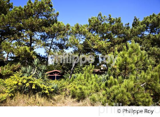 VILLA, QUARTIER DES 44 HECTARES, PRESQU' ILE DU CAP FERRET, BASSIN D' ARCACHON, GIRONDE. (33F27306.jpg)