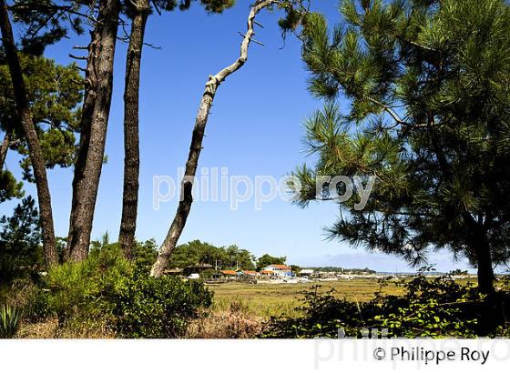 VILLA, QUARTIER DES 44 HECTARES, PRESQU' ILE DU CAP FERRET, BASSIN D' ARCACHON, GIRONDE. (33F27311.jpg)