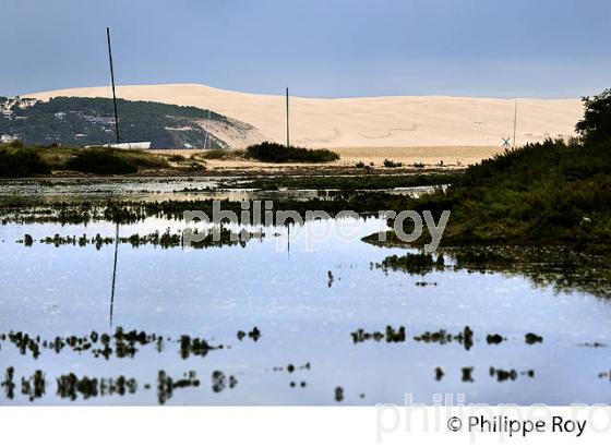 LAGUNE DU  MIMBEAU, ET DUNE DU PILAT,  BELISAIRE, PRESQU' ILE DU CAP FERRET, BASSIN D' ARCACHON, GIRONDE. (33F27326.jpg)