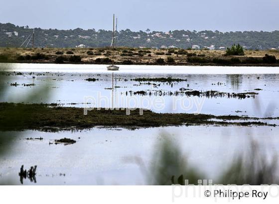 LAGUNE DU  MIMBEAU, BELISAIRE, PRESQU' ILE DU CAP FERRET, BASSIN D' ARCACHON, GIRONDE. (33F27328.jpg)