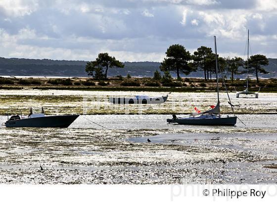 LAGUNE DU  MIMBEAU, BELISAIRE, PRESQU' ILE DU CAP FERRET, BASSIN D' ARCACHON, GIRONDE. (33F27329.jpg)