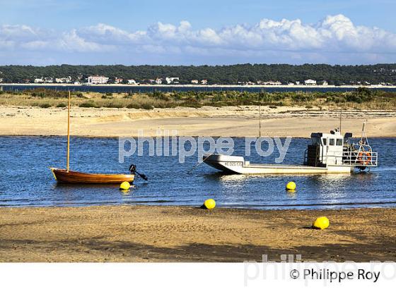 LAGUNE DU  MIMBEAU, BELISAIRE, PRESQU' ILE DU CAP FERRET, BASSIN D' ARCACHON, GIRONDE. (33F27331.jpg)