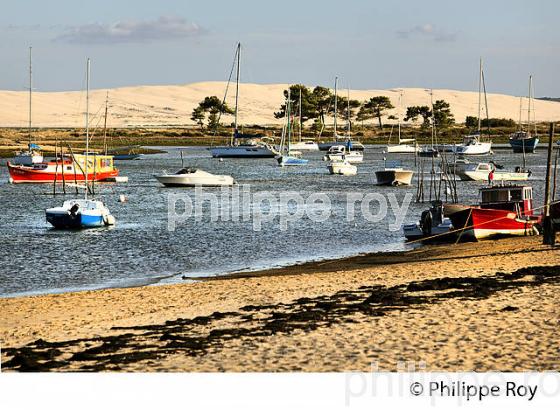 LAGUNE DU  MIMBEAU, BELISAIRE, ET DUNE DU PILAT,  PRESQU' ILE DU CAP FERRET, BASSIN D' ARCACHON, GIRONDE. (33F27335.jpg)