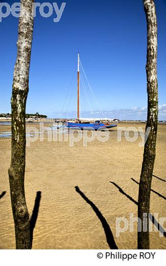 BAC A VOILE , PLAGE DE BELISAIRE, PRESQU' ILE DU CAP FERRET, BASSIN D' ARCACHON, GIRONDE. (33F27412.jpg)