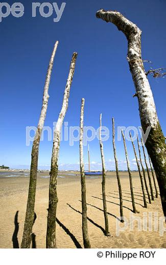 PARC A HUITRES , PLAGE DE  BELISAIRE, PRESQU' ILE DU CAP FERRET, BASSIN D' ARCACHON, GIRONDE. (33F27421.jpg)