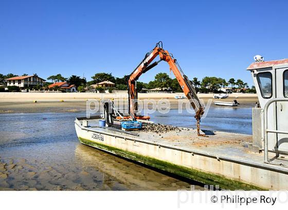 QUARTIER OSTREICOLE  ,LAGUNE DU  MIMBEAU , PRESQU' ILE DU CAP FERRET, BASSIN D' ARCACHON, GIRONDE. (33F27422.jpg)