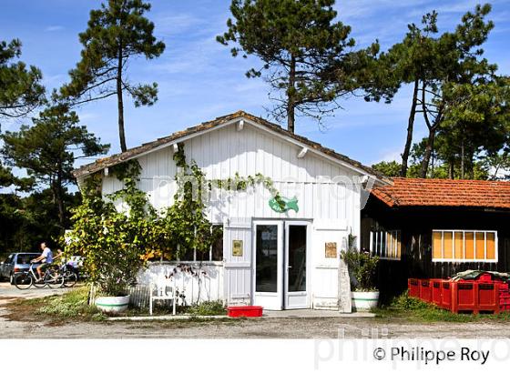 QUARTIER OSTREICOLE  ,LAGUNE DU  MIMBEAU , PRESQU' ILE DU CAP FERRET, BASSIN D' ARCACHON, GIRONDE. (33F27427.jpg)