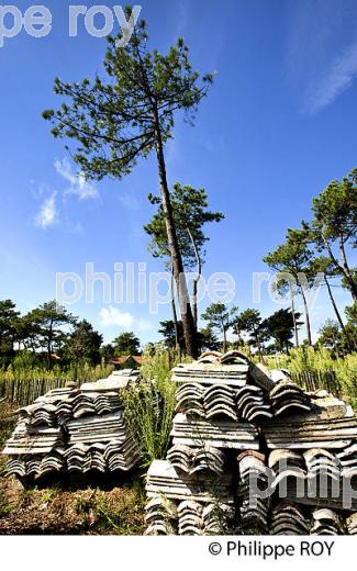 QUARTIER OSTREICOLE  ,LAGUNE DU  MIMBEAU , PRESQU' ILE DU CAP FERRET, BASSIN D' ARCACHON, GIRONDE. (33F27429.jpg)