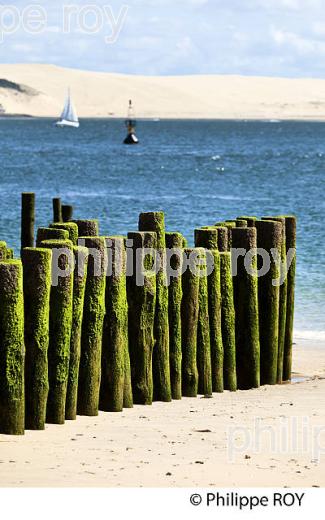 PLAGE  DE LA POINTE, PRESQU' ILE DU CAP FERRET, BASSIN D' ARCACHON, GIRONDE. (33F27538.jpg)