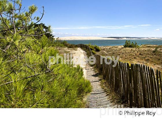 DUNE  DE SABLE  , COTE ATLANTIQUE, PRESQU' ILE DU CAP FERRET, BASSIN D' ARCACHON, GIRONDE. (33F27603.jpg)