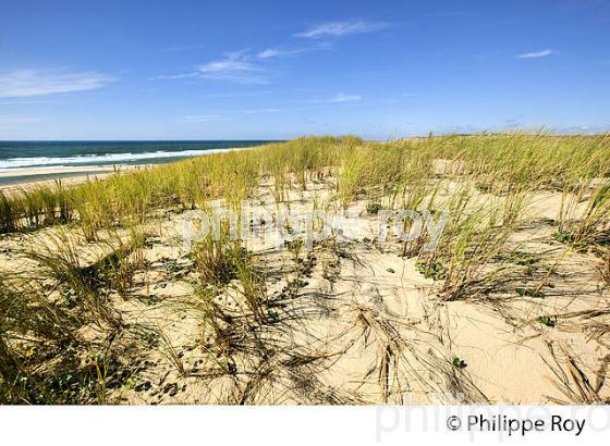 DUNE  DE SABLE  , COTE ATLANTIQUE, PRESQU' ILE DU CAP FERRET, BASSIN D' ARCACHON, GIRONDE. (33F27605.jpg)