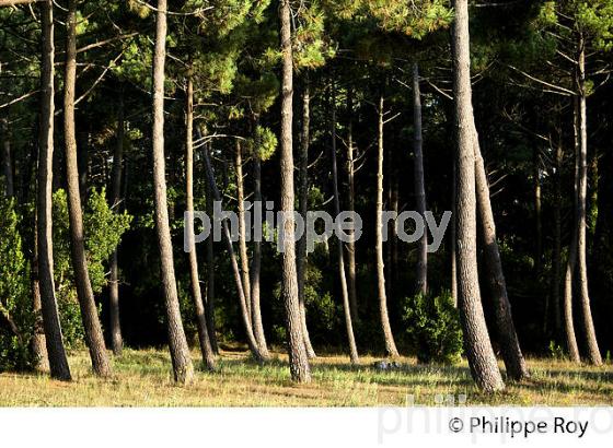 FORET , PIN MARITIME, PRESQU' ILE DU CAP FERRET, BASSIN D' ARCACHON, GIRONDE. (33F27612.jpg)